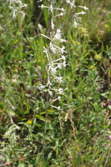 Silene multiflora