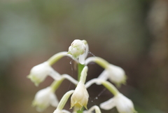 Calanthe hololeuca
