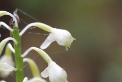 Calanthe hololeuca