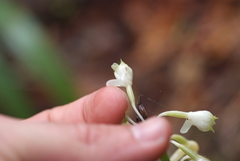 Calanthe hololeuca