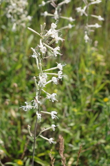 Silene multiflora