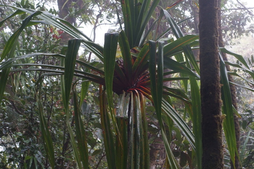 Pandanus pancheri observed 2020-07-19