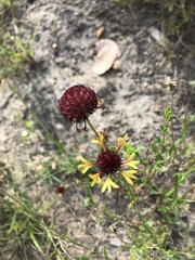 Gaillardia aestivalis
