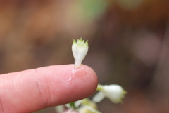 Calanthe hololeuca