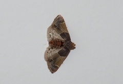 Pyralis farinalis