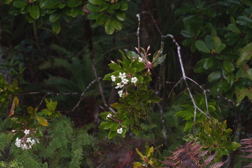 Pittosporum heckelii observed 2020-07-19