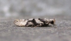 Coleotechnites atrupictella