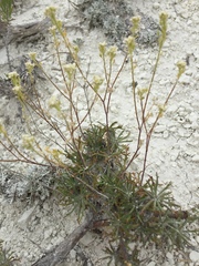 Lepidium meyeri