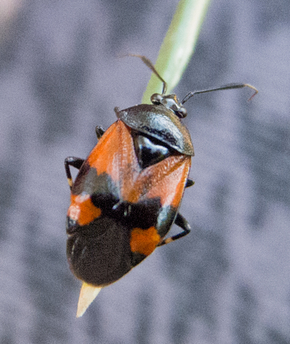 Representative image of Deraeocoris