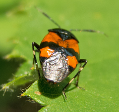 Deraeocoris rutilus