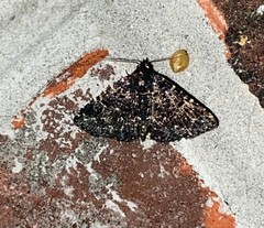 Metalectra tantillus