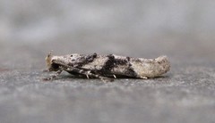 Coleotechnites atrupictella