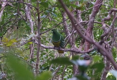 Drepanoptila holosericea