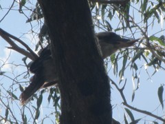 Dacelo novaeguineae novaeguineae