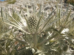 Eryngium spinalba
