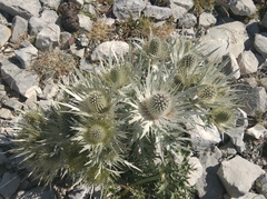 Eryngium spinalba