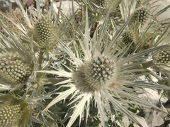 Eryngium spinalba