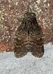 Peridea bordeloni