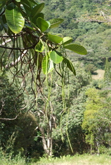 Alstonia