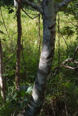 Alstonia