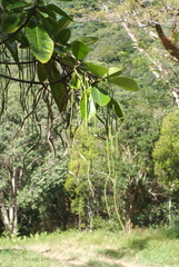 Alstonia