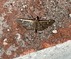 Diathrausta reconditalis
