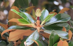 Magnolia grandiflora