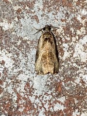 Olethreutes inornatana