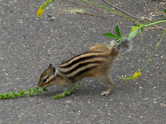 Eutamias sibiricus