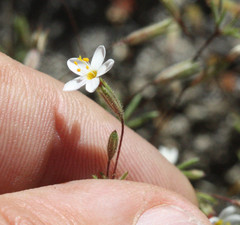 Leptosiphon bolanderi