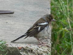 Fringilla coelebs