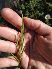 Brachypodium pinnatum