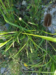 Brachypodium pinnatum