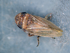 Aphrodes makarovi