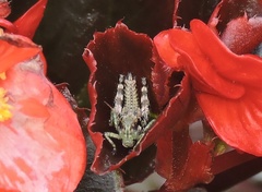 Melanoplus punctulatus punctulatus