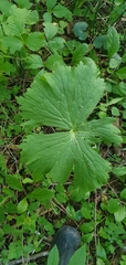 Aconitum septentrionale