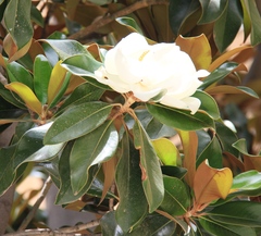 Magnolia grandiflora