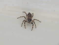Salticidae