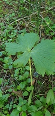 Aconitum septentrionale