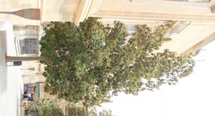 Magnolia grandiflora