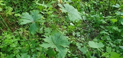 Aconitum septentrionale