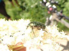 Cetonia aurata