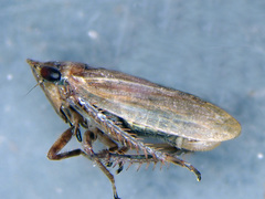 Aphrodes makarovi