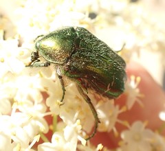 Cetonia aurata