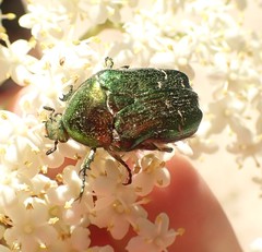 Cetonia aurata