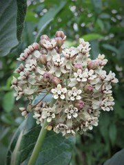 Asclepias notha