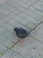 Columba livia domestica