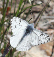 Pontia sisymbrii