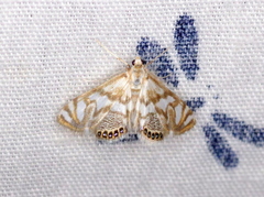 Neocataclysta magnificalis