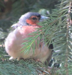 Fringilla coelebs